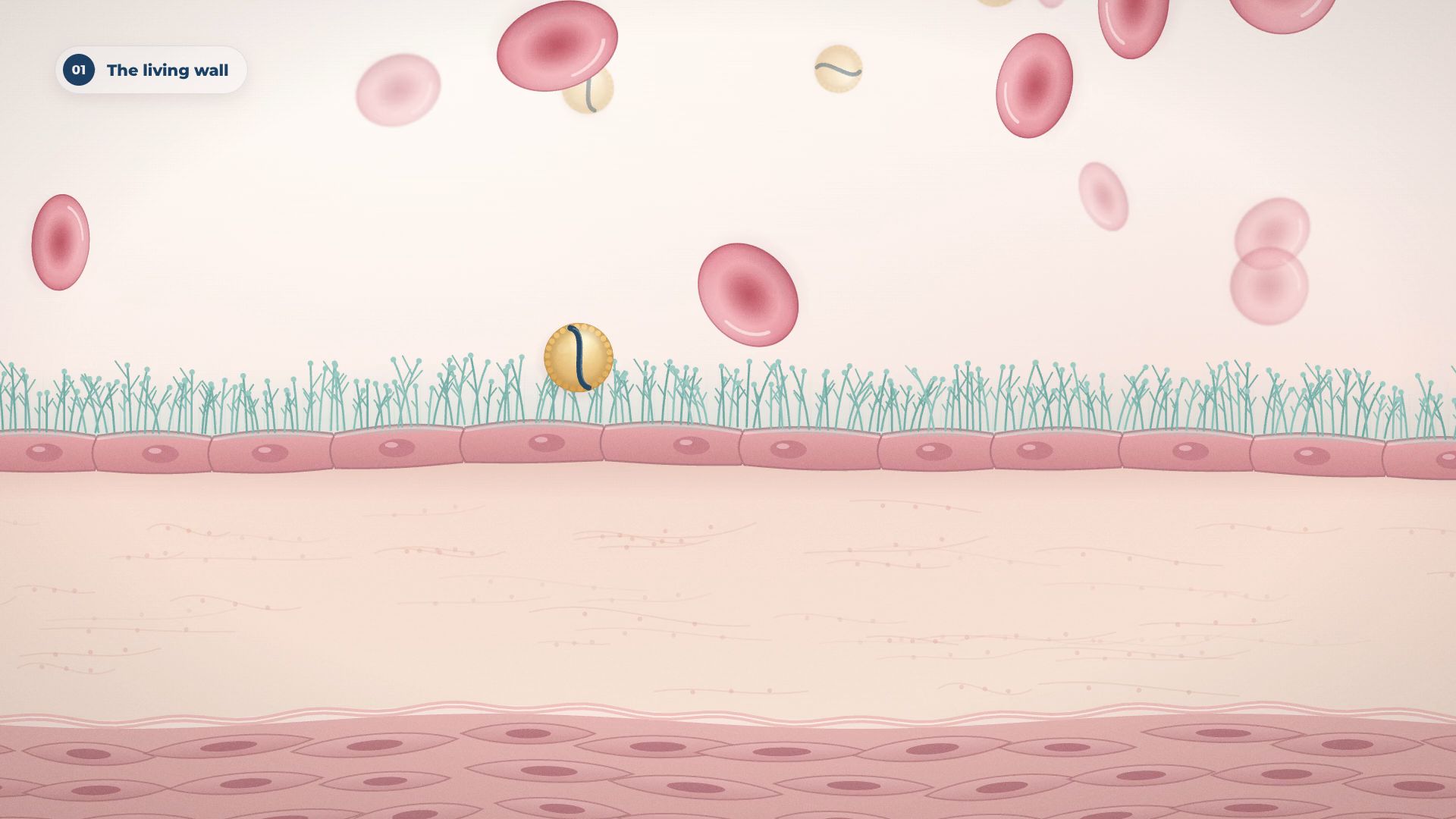 The living wall: the glycocalyx and a single layer of endothelial cells line the artery